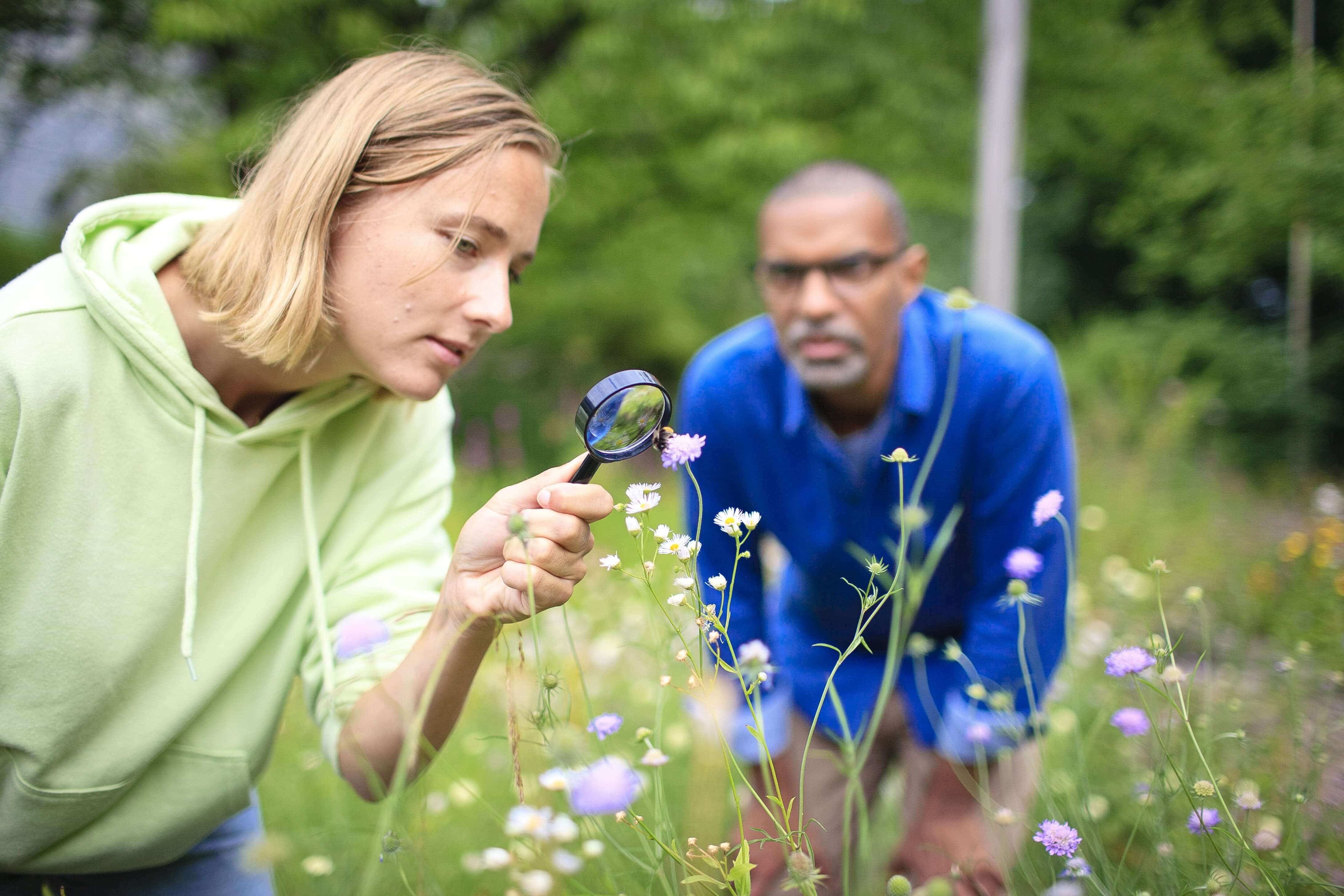 Eine Frau erforscht mit einer Lupe eine Hummel im Naturgarten. Ein Mann guckt zu.